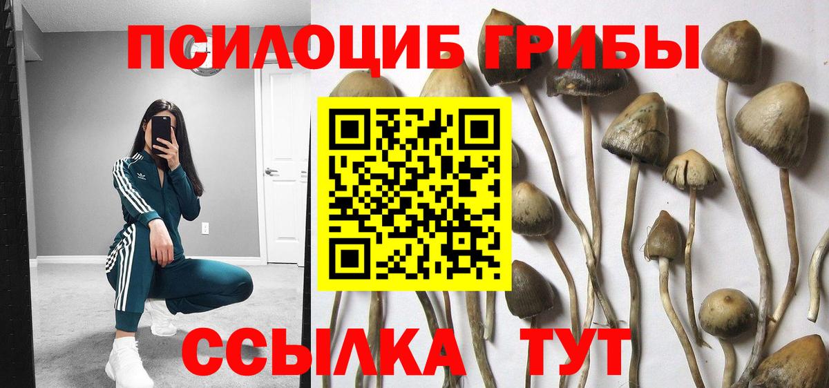Щёкино  Галлюциногенные грибы Psilocybe  Вход с VPN 